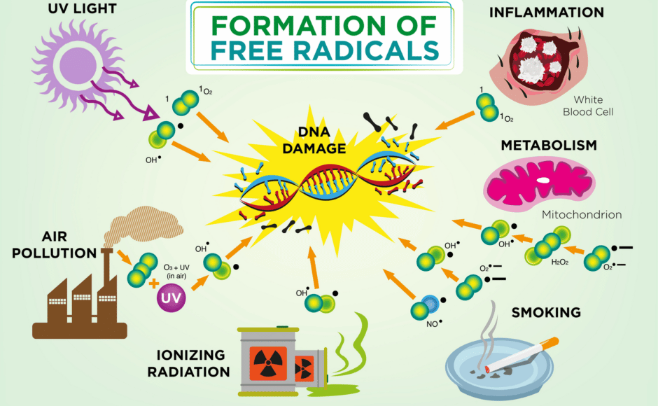Pourquoi les radicaux libres nous font ils vieillir ?