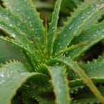 Aloe vera, un ingrédient de cosmétiques bio