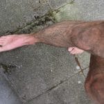 jambe d homme tres poilue