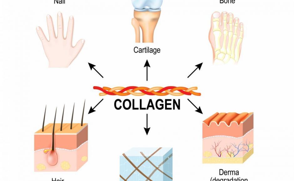 Les bienfaits du collagène marin sur les articulations